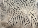 SILVER PHEASANT FEATHERS