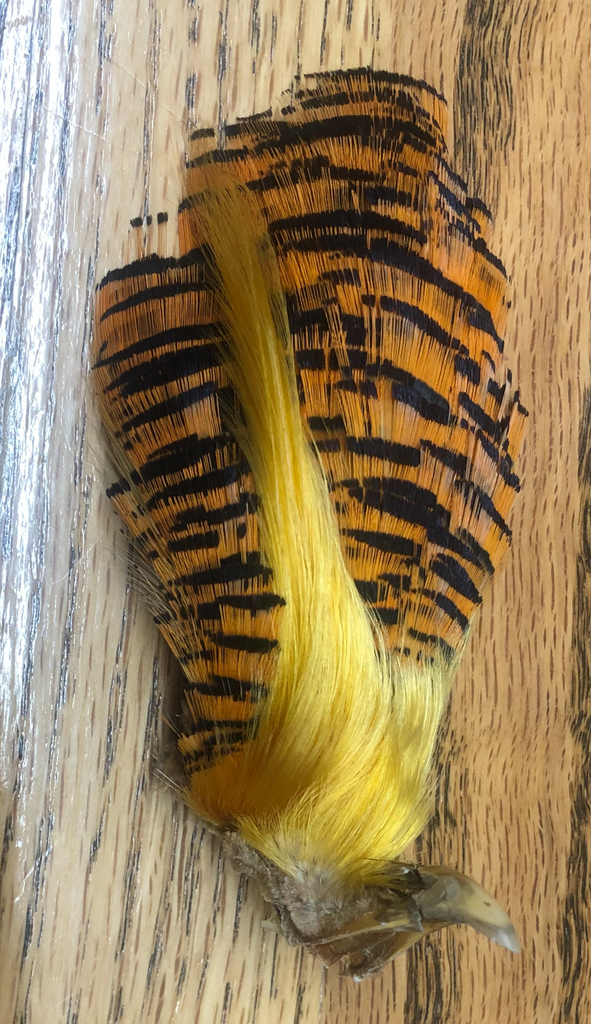 SHOR - Golden Pheasant Head